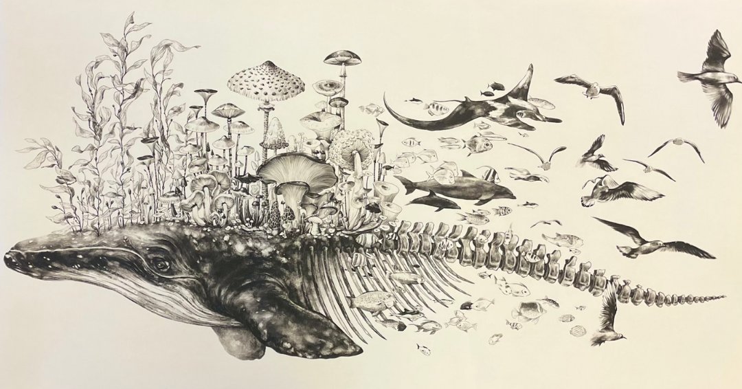 Whale falls: Why are they so important?