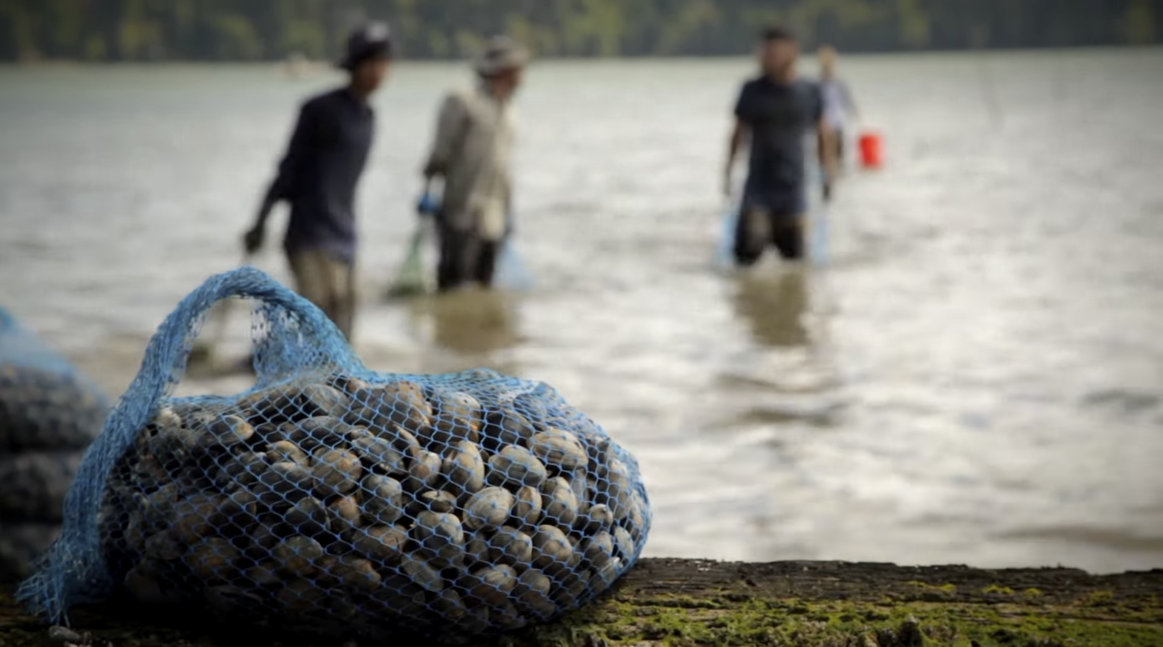 Will Shellfish Farming Survive Ocean Acidification?