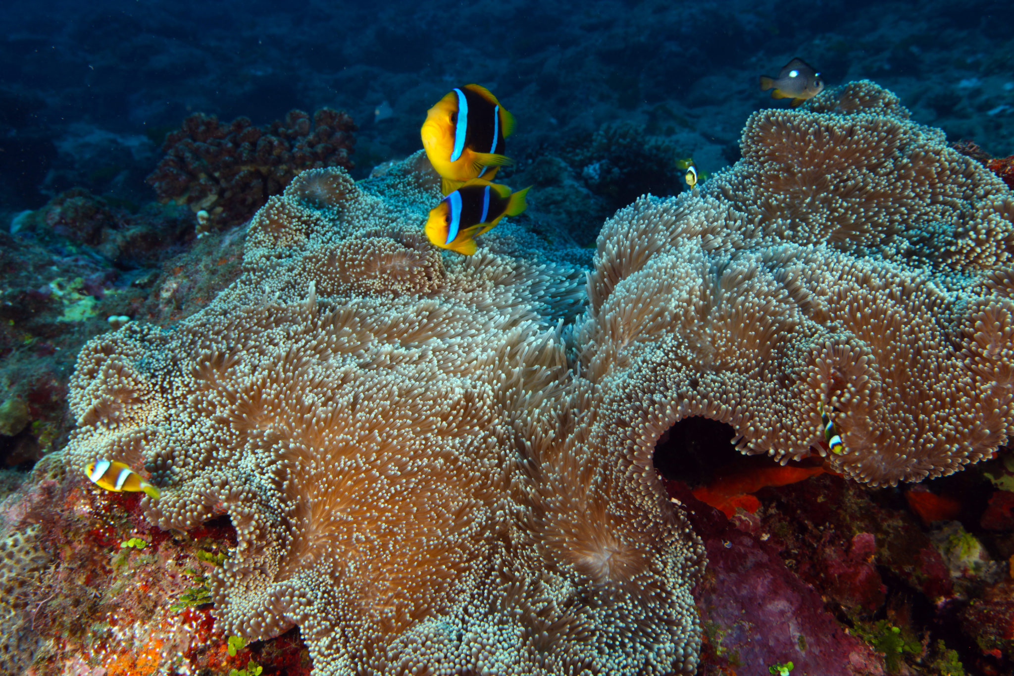 Fascinating Marine Symbiotic Relationships