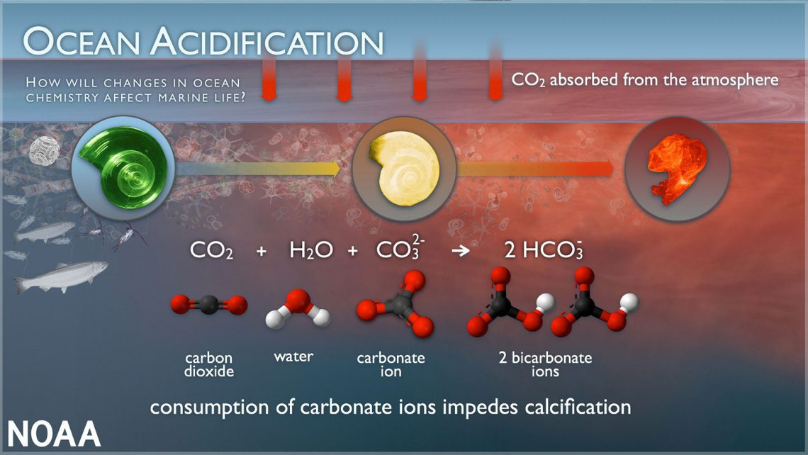 How Does Ocean Acidification Affect Calcifying Marine Organisms?