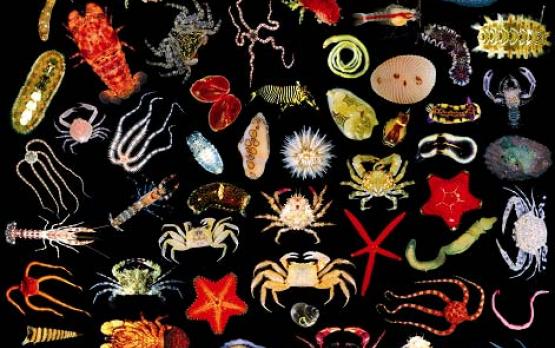 My Favorites Part 2: Marine Invertebrates