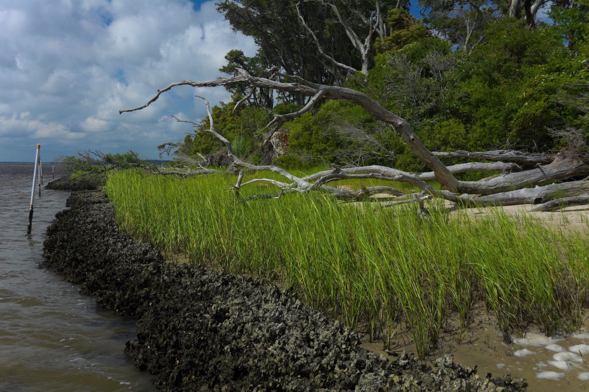What are living shorelines, and can they replace hardened shorelines in coastal communities?