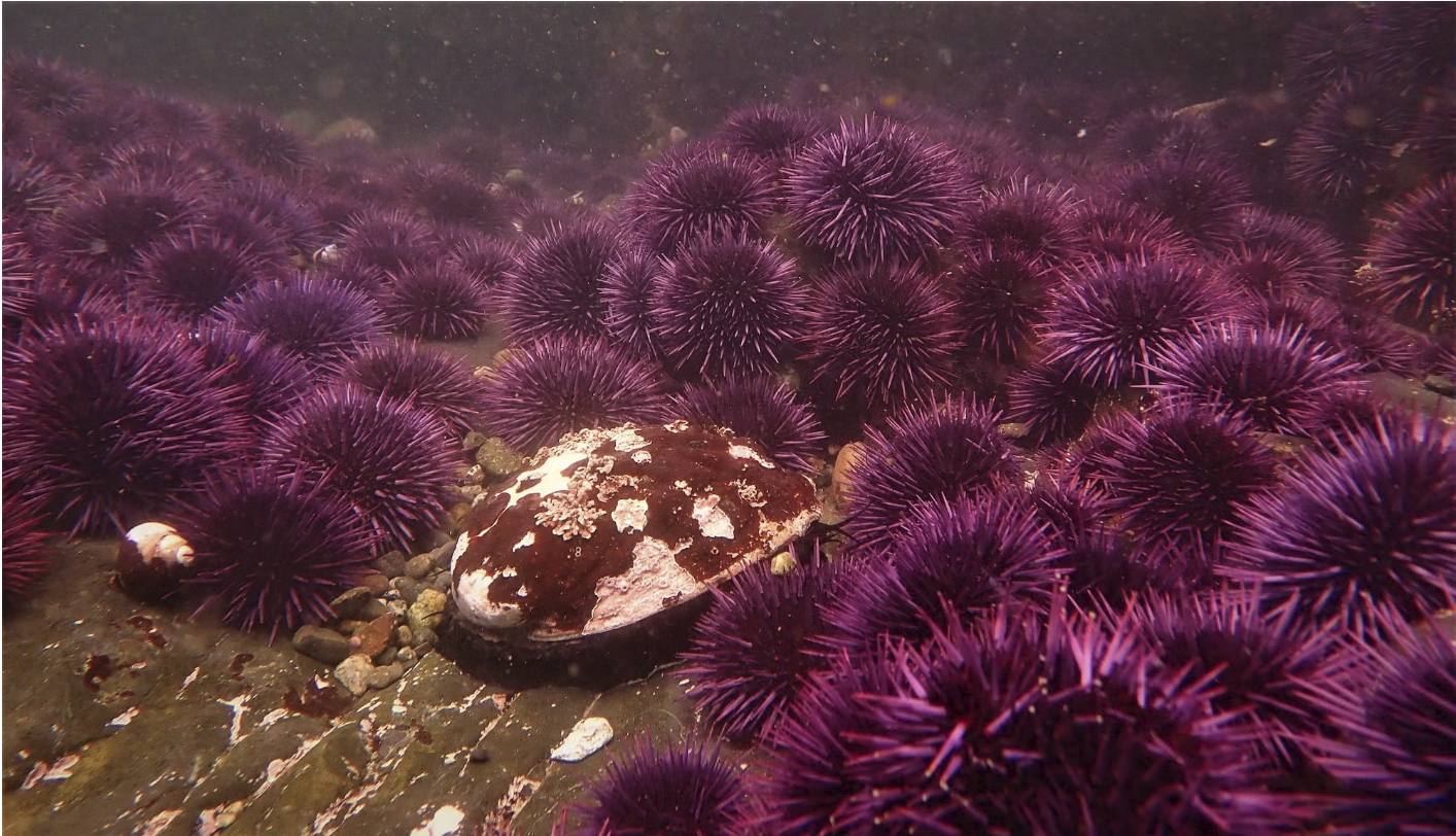 “A California Icon” The Red Abalone and Ocean Acidification