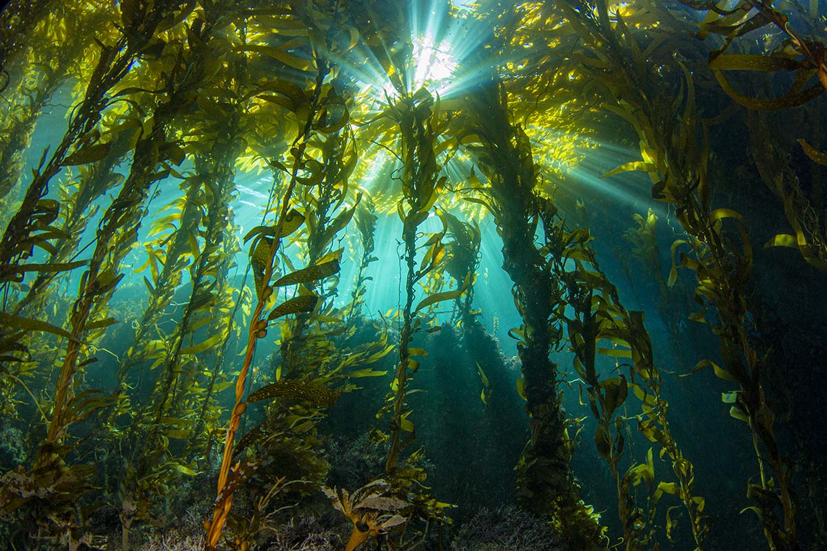 Why a Genomic Roadmap of Kelp is Essential for CRISPR-Cas9 Function